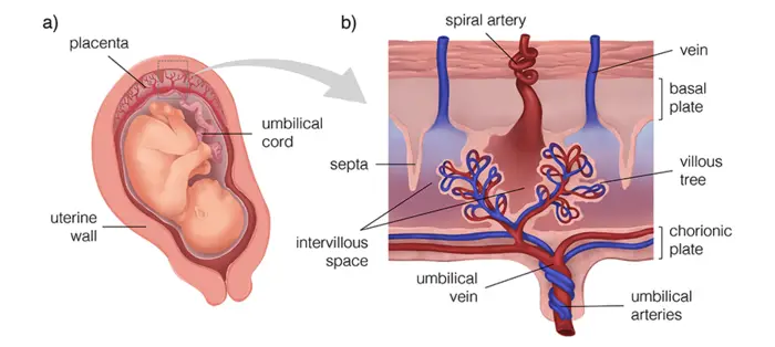 Rendering of the placenta in utero and its basic functional unit, the placentone.