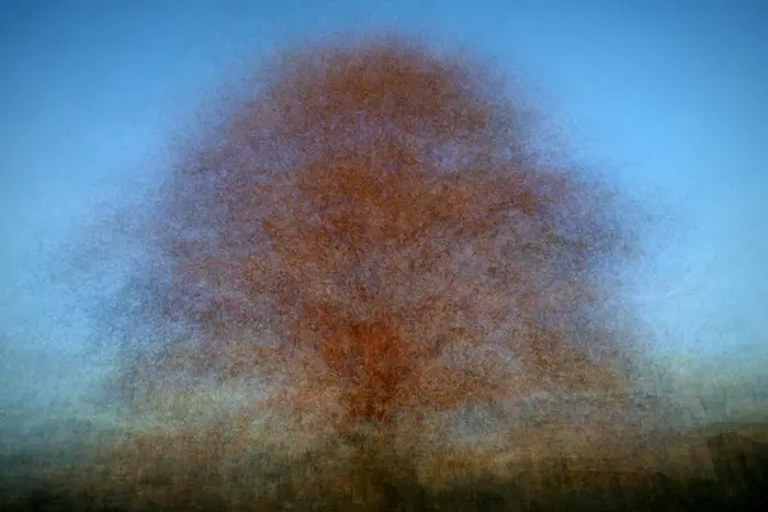 Day 85- A multiple exposure photograph of a tree on the Cut.