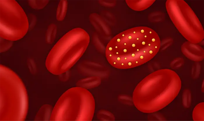drawing of red blood cells