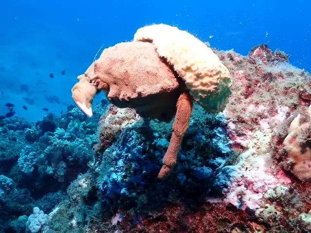 A crab underwater.