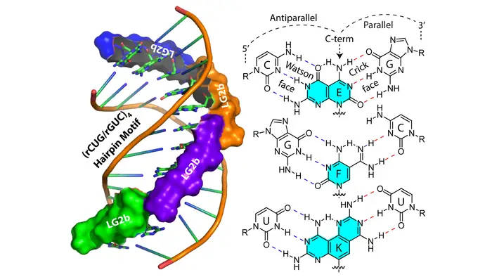 Computer-generated image of a double helix with the ligand inside the helices (left) and a molecular outline of the helix