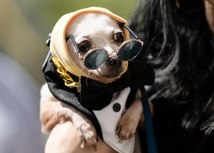 A dog wearing sunglasses. 