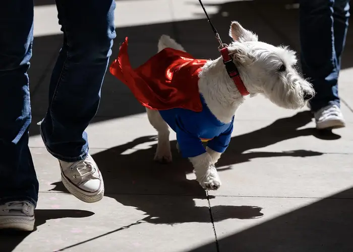 A dog in a cape. 