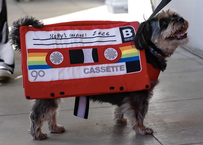 A dog in a cassette costume. 