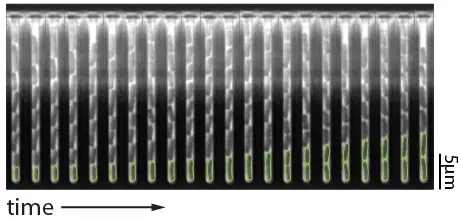 Image shows a "mother machine." Under a microscope, it visually resembles a tiny, translucent comb made of parallel lines, where bacteria line up single-file inside microscopic channels to divide and age while fresh growth media flows past them