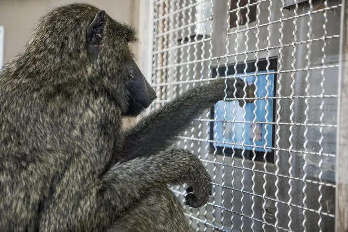 Primate using touch screen