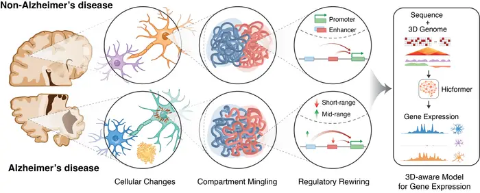 Diagram comparing brain cells and gene regulation in non-Alzheimer’s disease and Alzheimer’s disease. The figure shows cellular changes, altered mixing of DNA compartments, and regulatory rewiring in Alzheimer’s disease. These changes affect how DNA is organized in three dimensions and how genes are expressed. The diagram illustrates how DNA sequence and 3D genome organization can be combined in a model to predict gene expression.