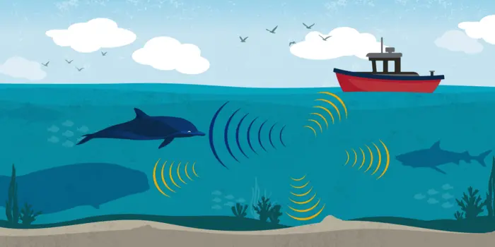 An illustration of dolphins