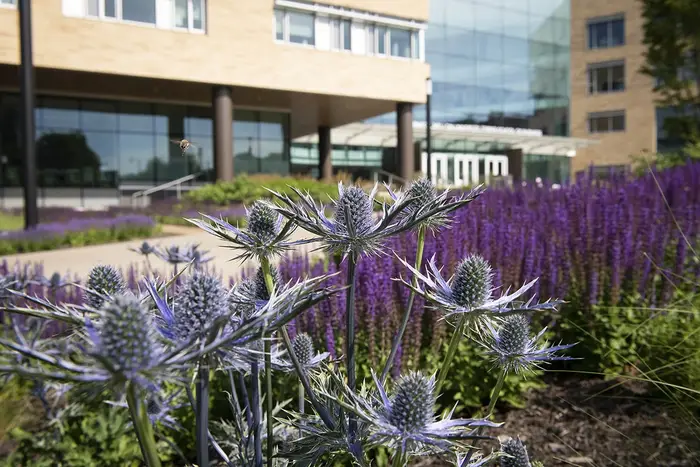A flower bed on the Tepper Quad