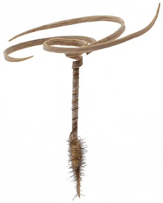 E-seed
