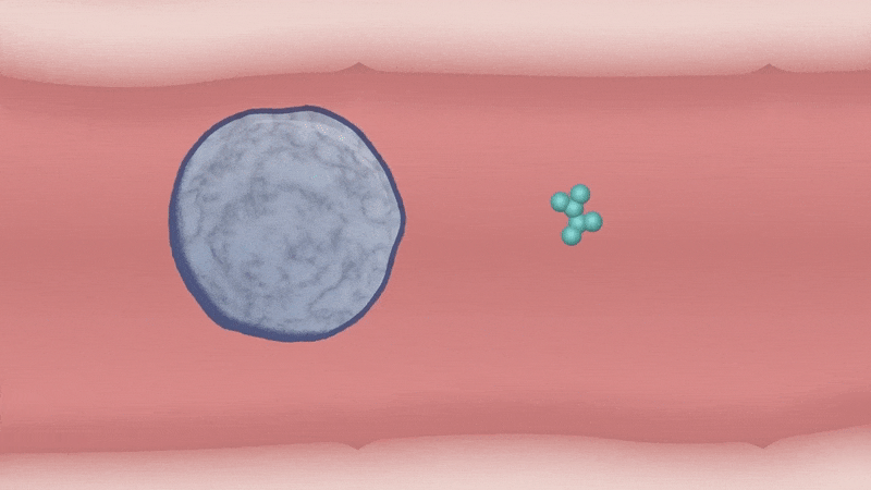 Animation shows mother’s cell leaving child’s gastrointestinal tract. 
