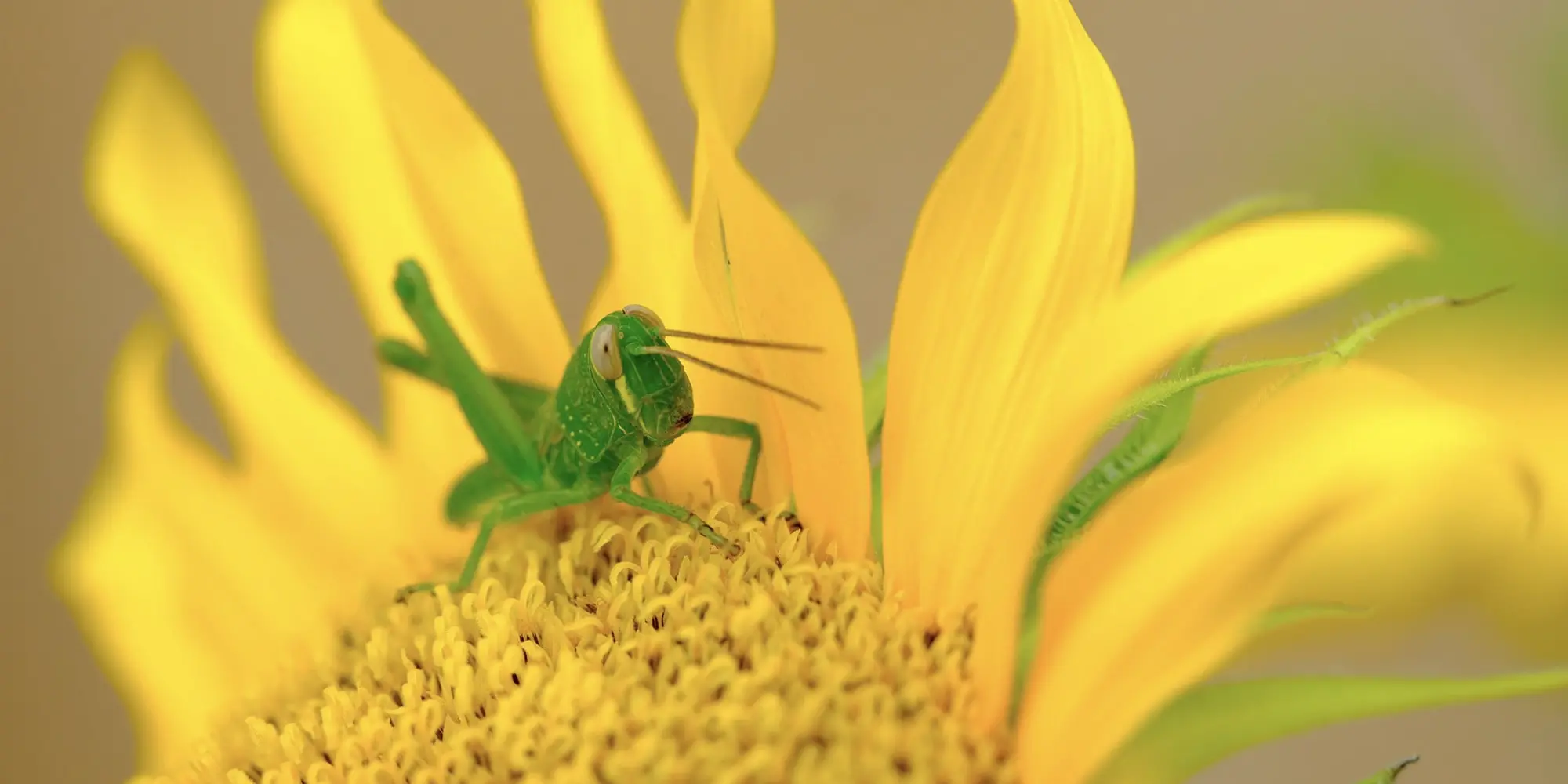 A grasshopper