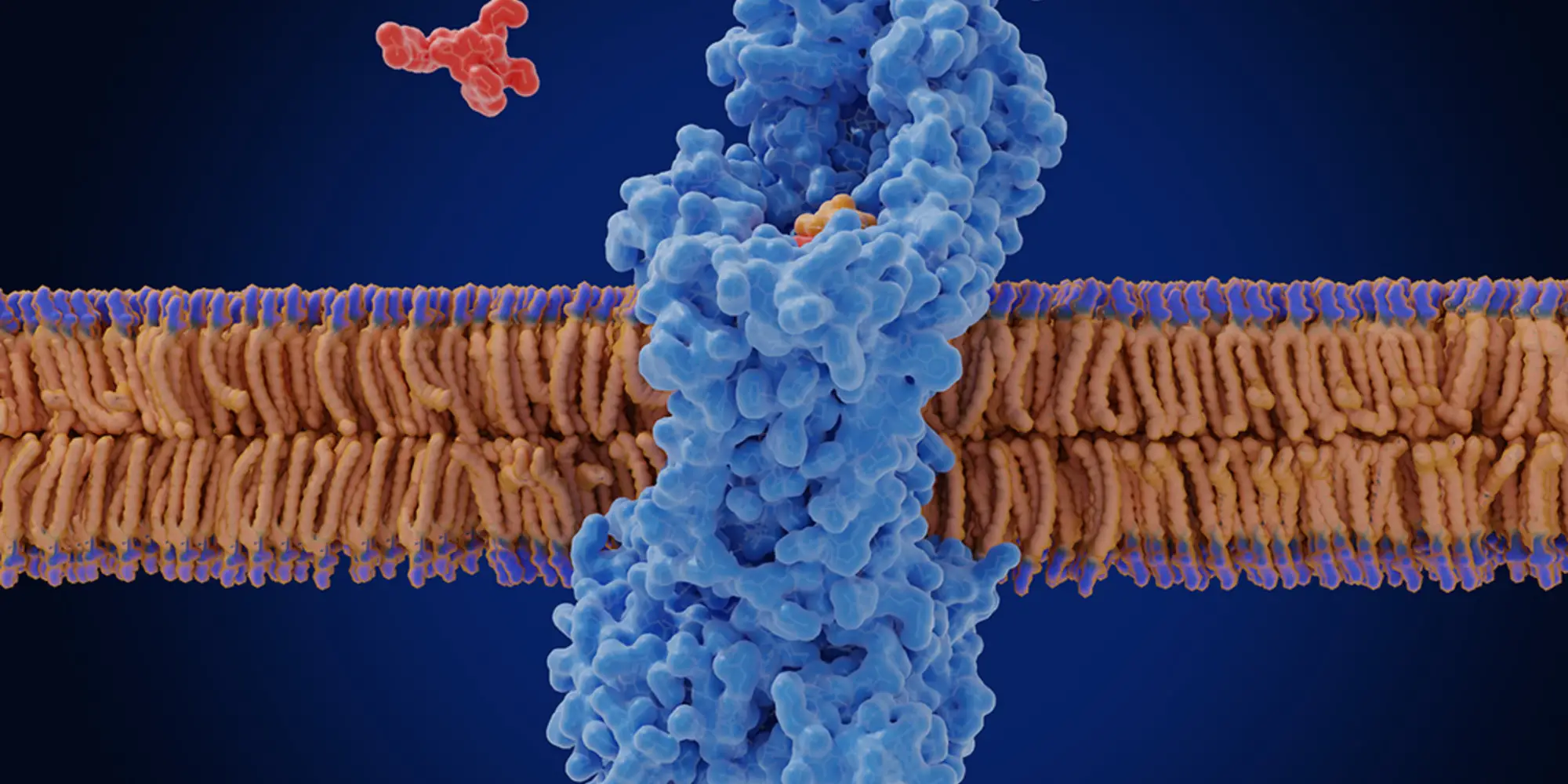 Illustration of a receptor sticking out of a cell membrane with a red molecule approaching the membrane.