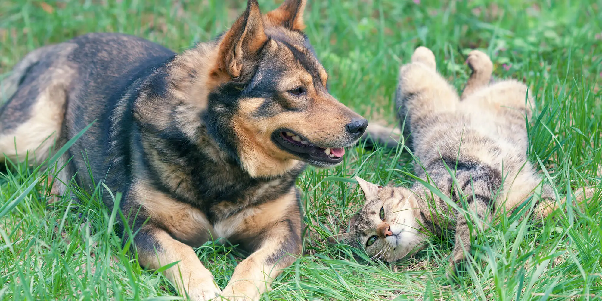 German shepherd and tabby cat laying in grass together