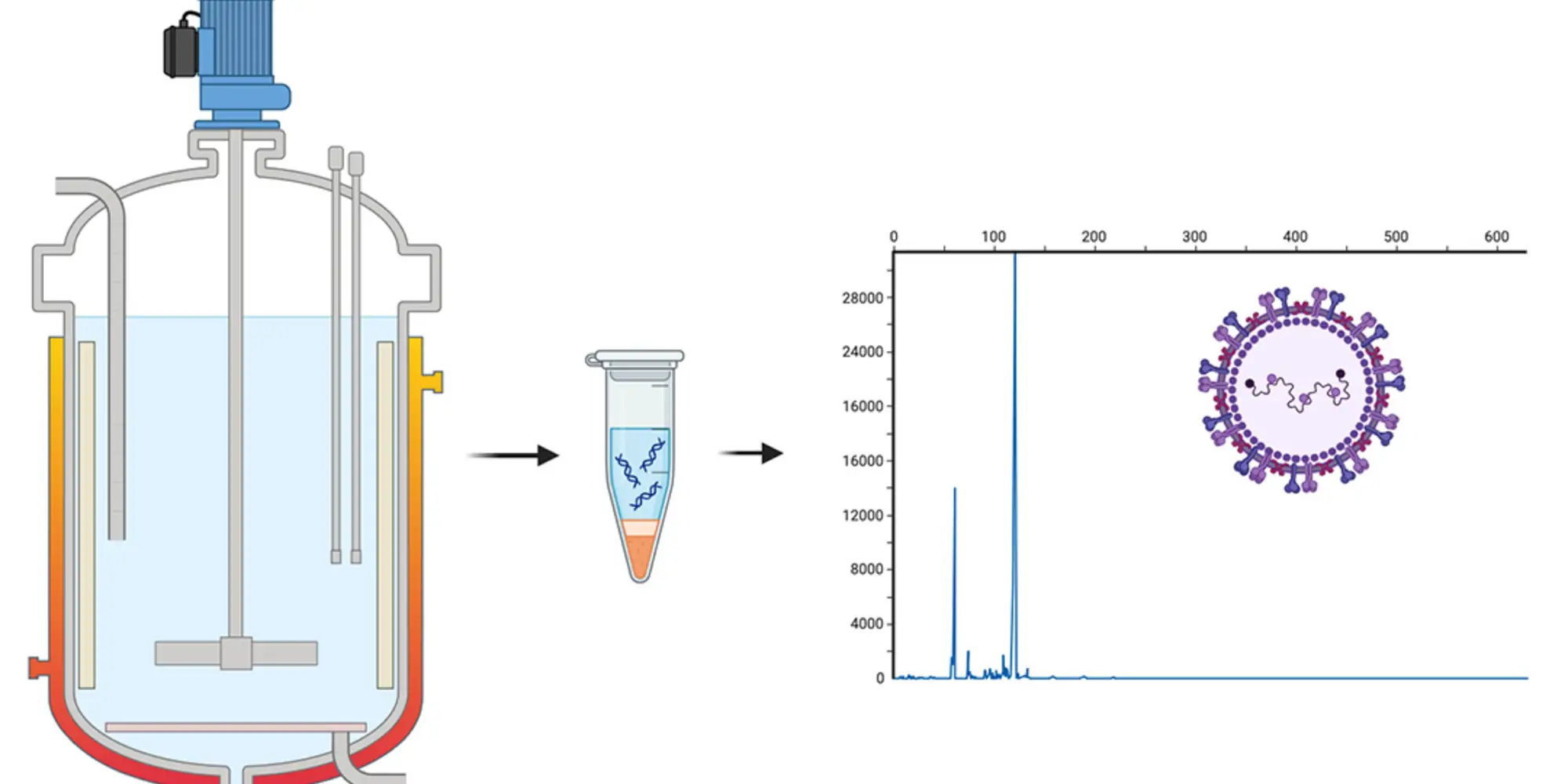 Three part illustration, starting with a large bioreactor tank filled with liquid. An arrow points to a vial containing liquid and DNA strands. A second arrow points to a graph showing two very sharp peaks in a line that is otherwise mostly flat. On top of the graph is an illustration of a virus.