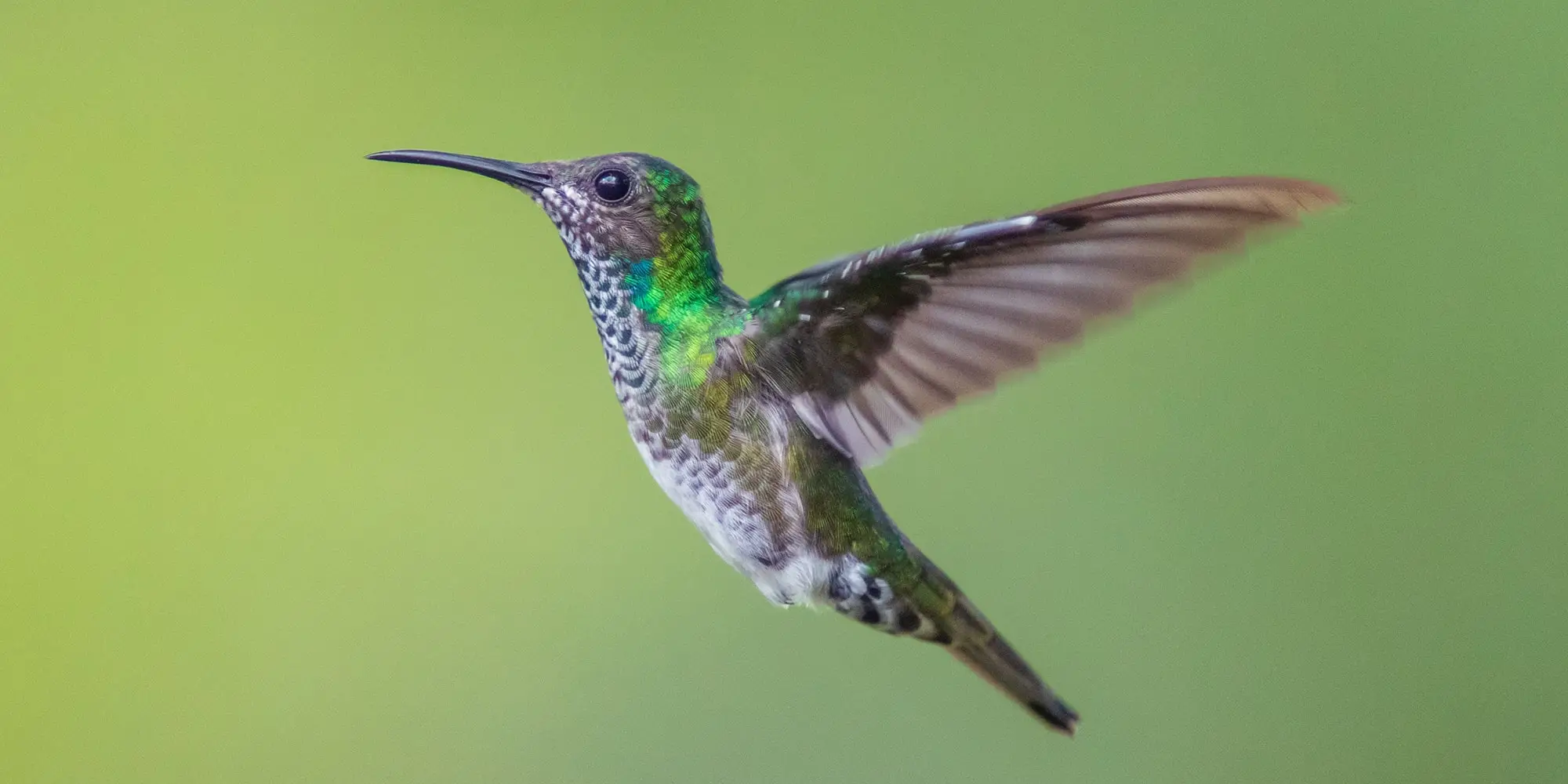 A female jacobin hummingbird