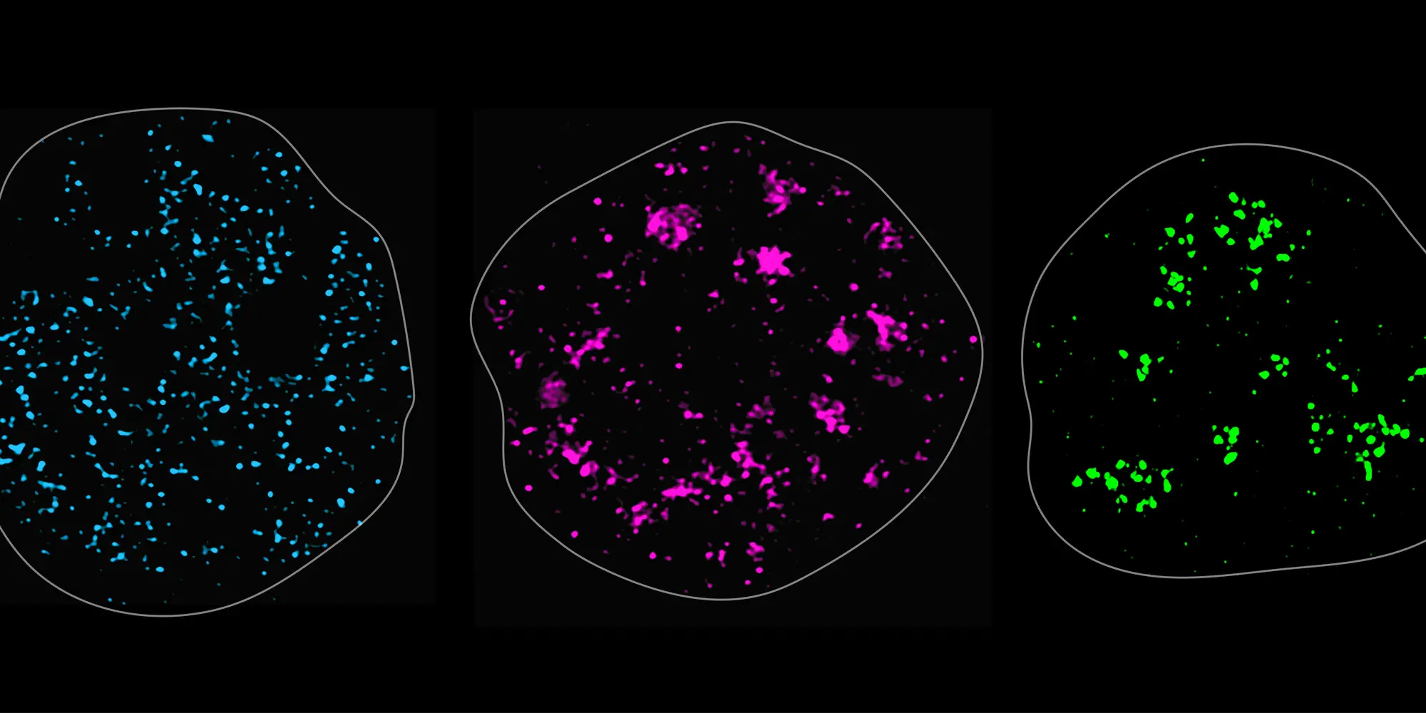 Biomolecular condensates in gene control