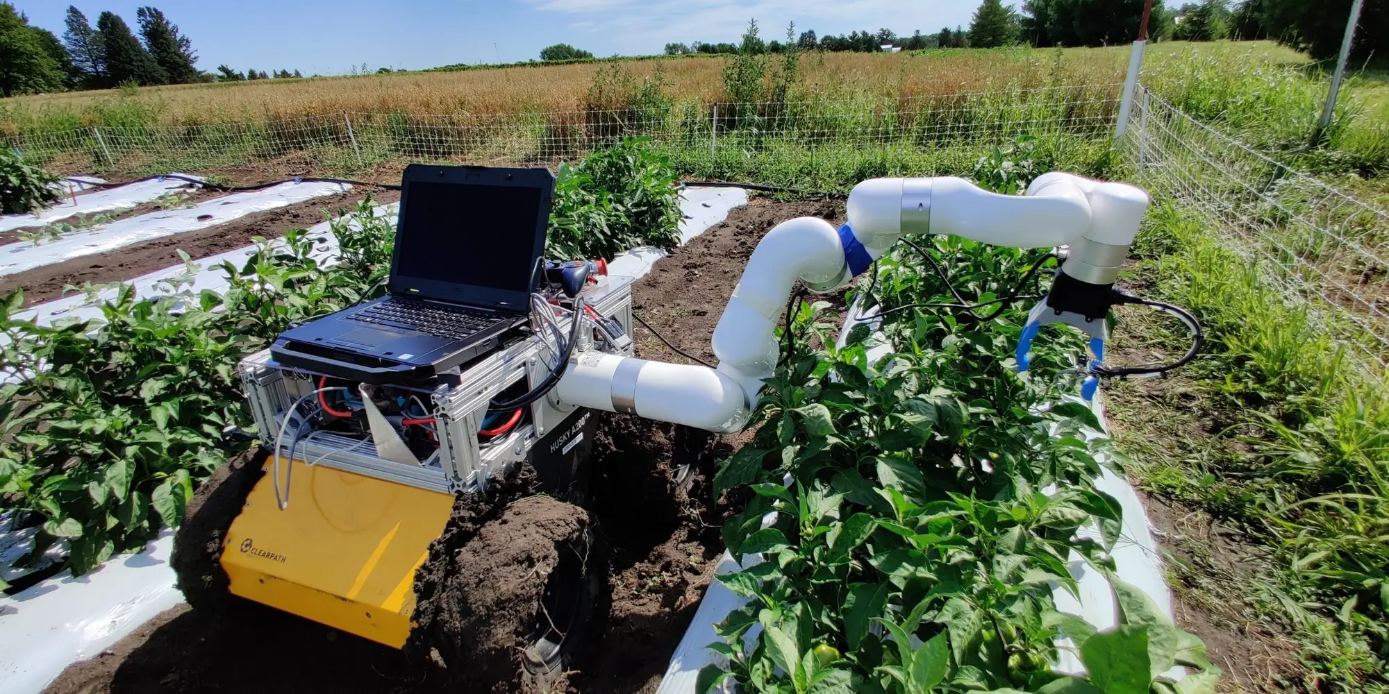 Pepper harvesting