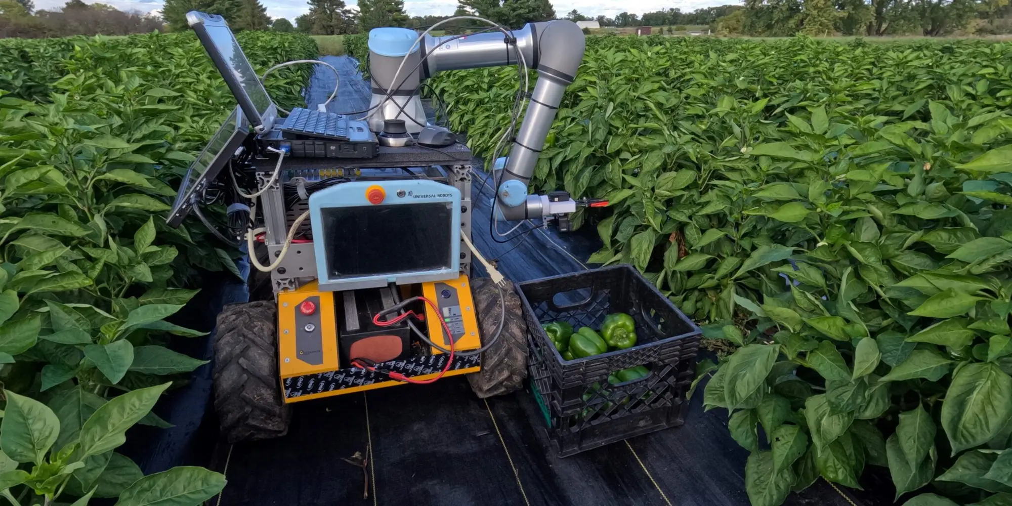Pepper harvest