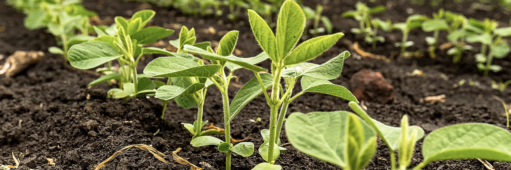 Soy plants