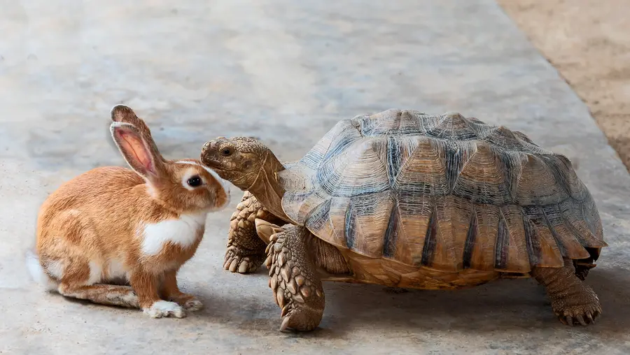 a hare and a tortoise have a conversation on a road
