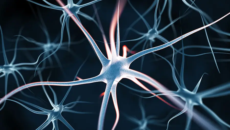 A depiction of neurons.