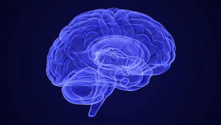 Brain