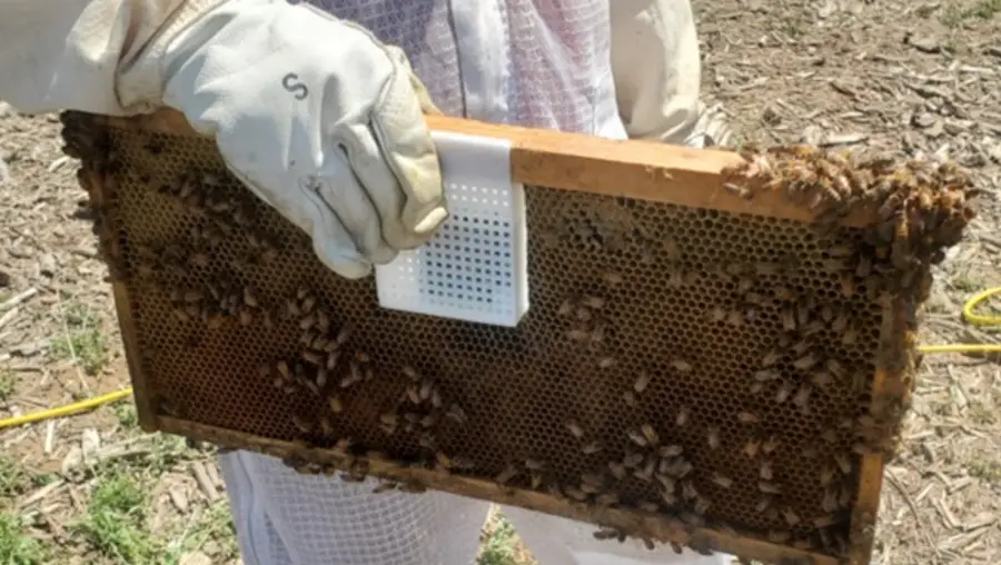 A beekeeper holding bees. 