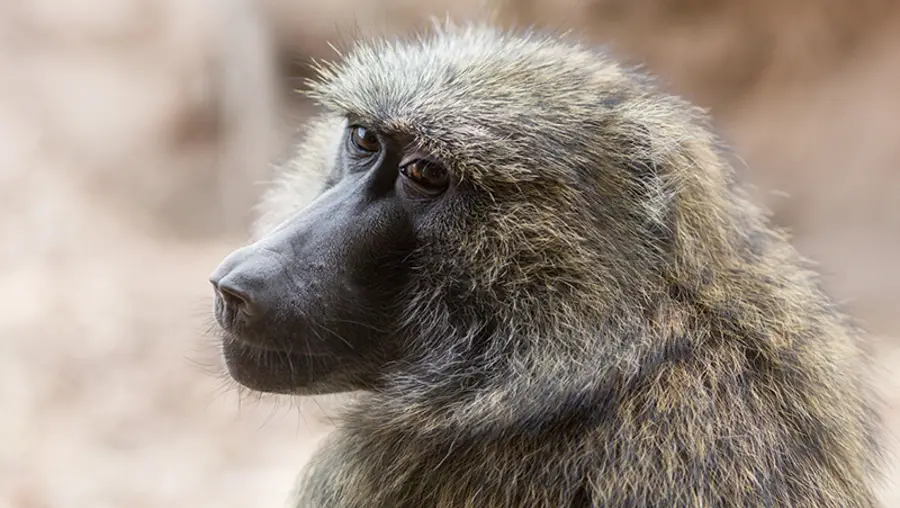 An olive baboon featured in the research study