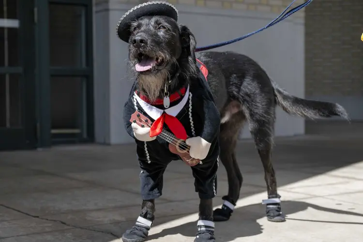 Big dog wears a guitar player costume.