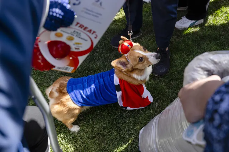 Corgi wears a crown and cape costume.