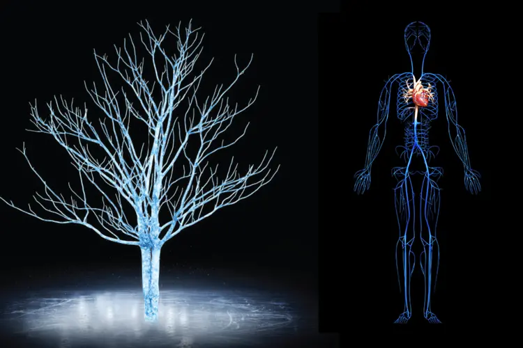 An ice structure next to a representation of a human circulatory system