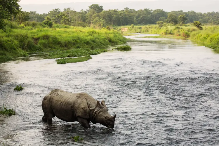 A rhino in a river.