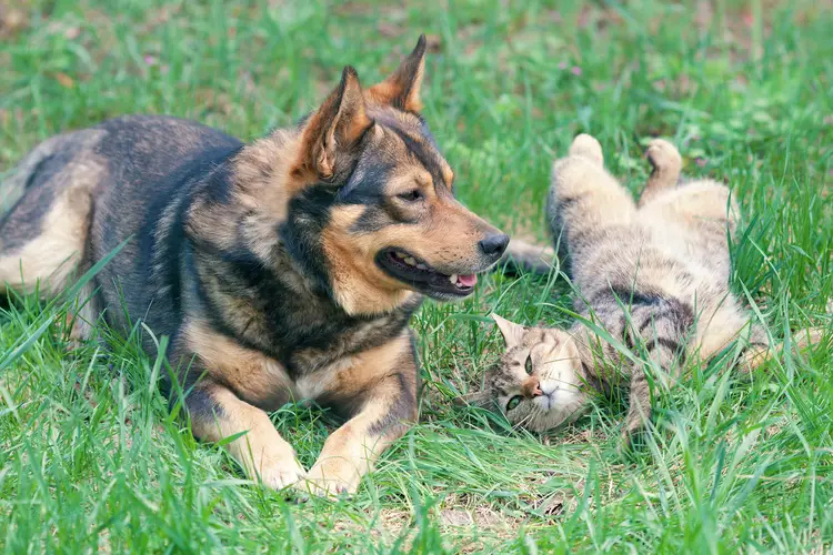 German shepherd and tabby cat laying in grass together