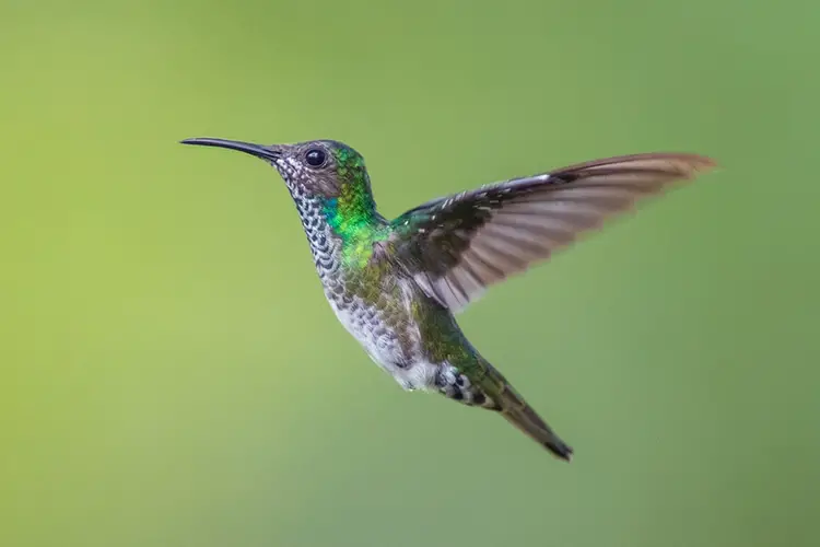 A stock image of a female white-necked jacobin hummingbird.