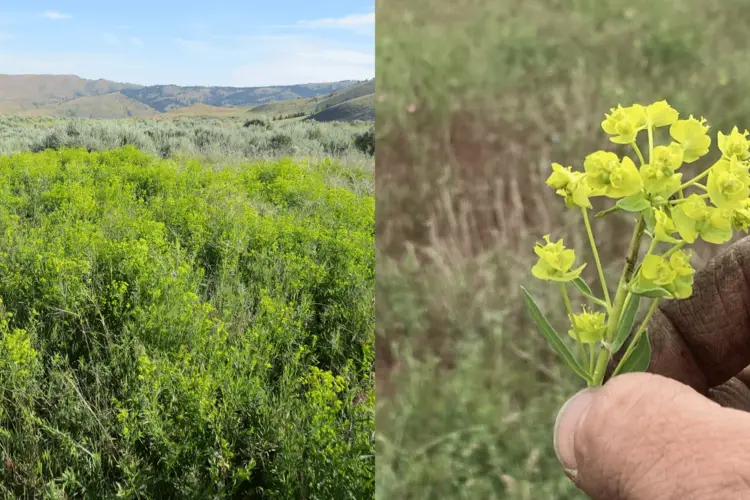 A field of an invasive plant called leafy spurge and a close up of hand holding a single plant