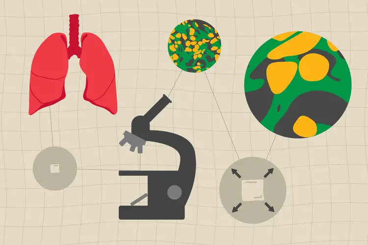 an illustration showing lungs, a microscope and an expanded view of cells 
