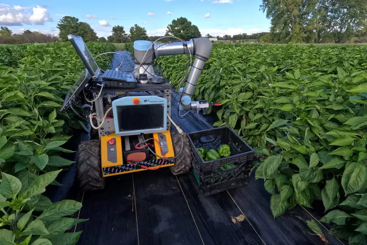 Pepper harvest